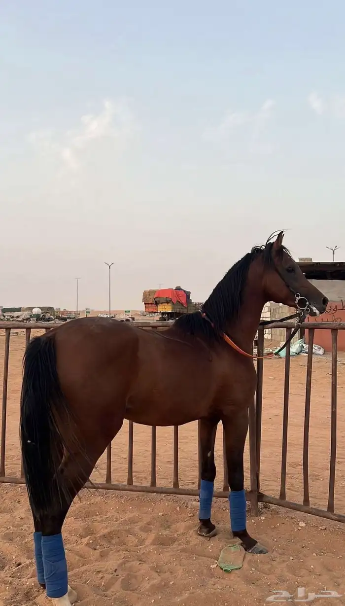 حصان شعبي شهاب العز للبيع الي يبغى الكفو يشتريه 0