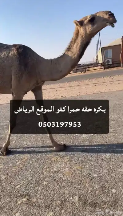 بكره حقه حمرا كفو index