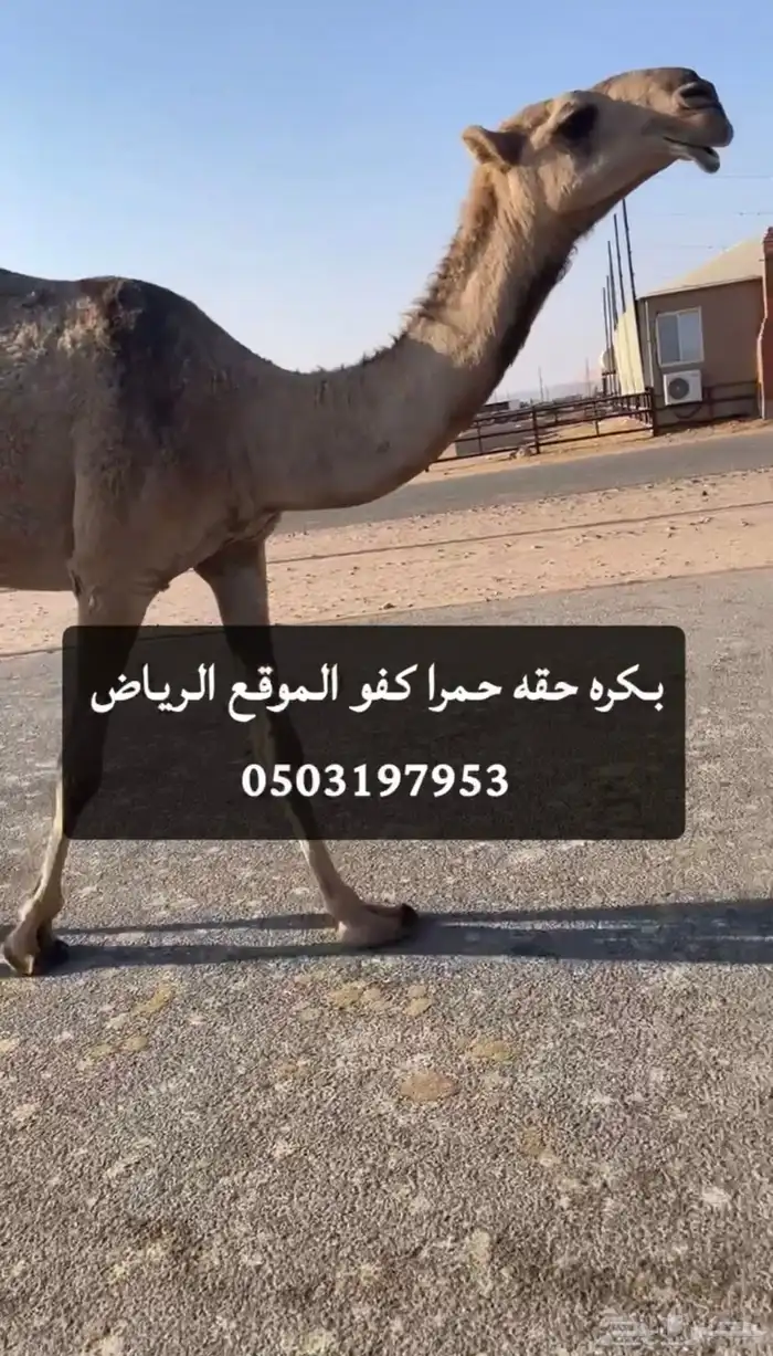 بكره حقه حمرا كفو 1