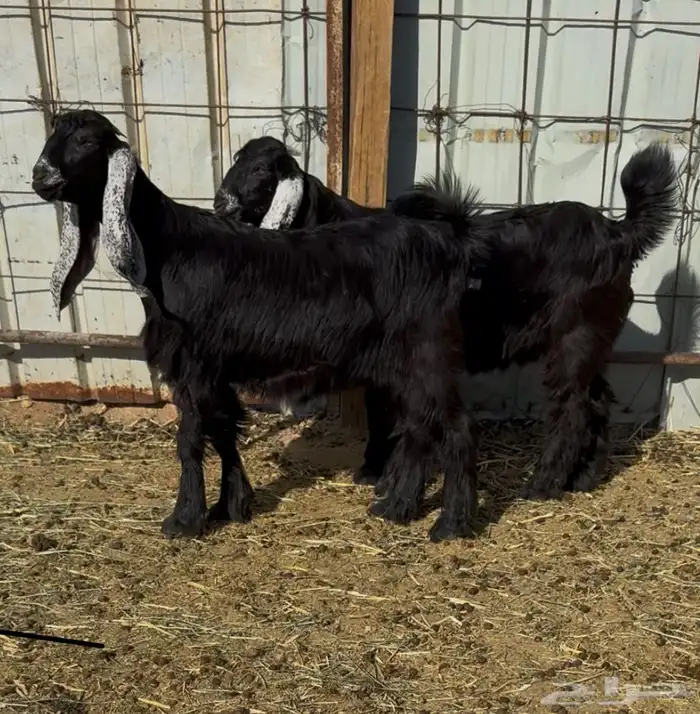 للبيع جفرتين عوارض خصصصم 1