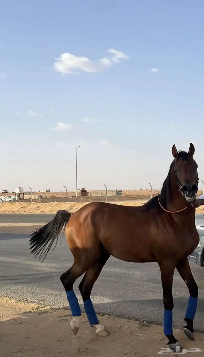 حصان شعبي شهاب العز للبيع الي يبغى الكفو يشتريه 1