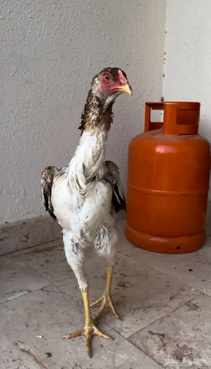 دجاجه شامو ياباني 0