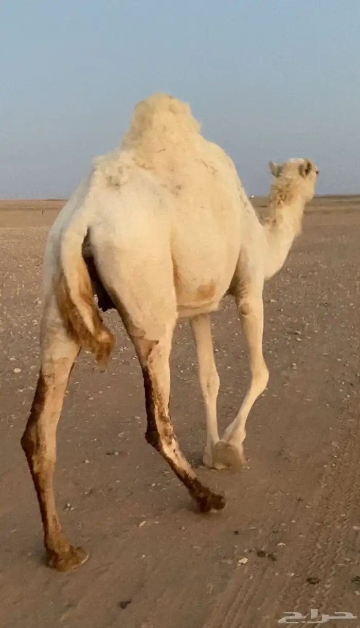 للبيع ضريبة طيبه 0