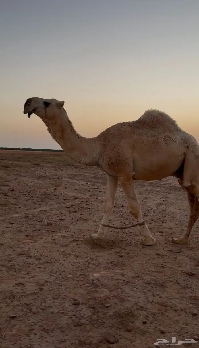 قعود فحل رباع 0