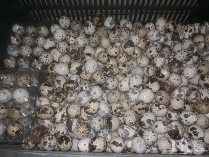 سمان ياباني جامبو 1