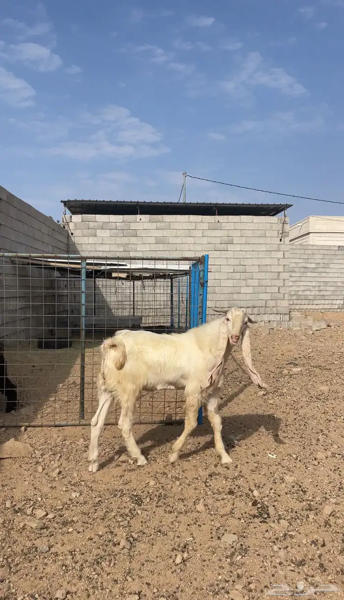 تيس هولندي 0