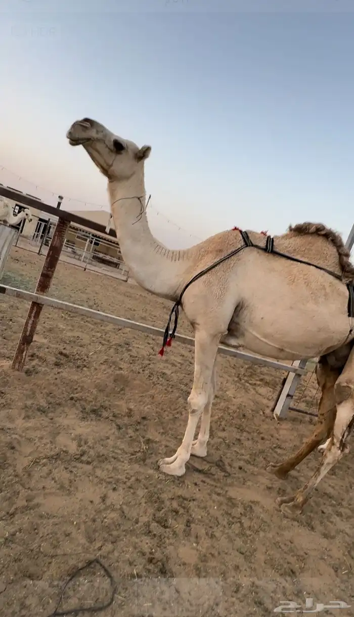 الناقة الضريبة الشقحا الطيبة 0