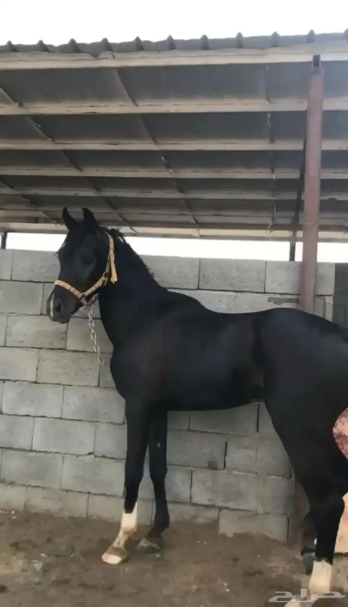 حصان طياره شعبي 0