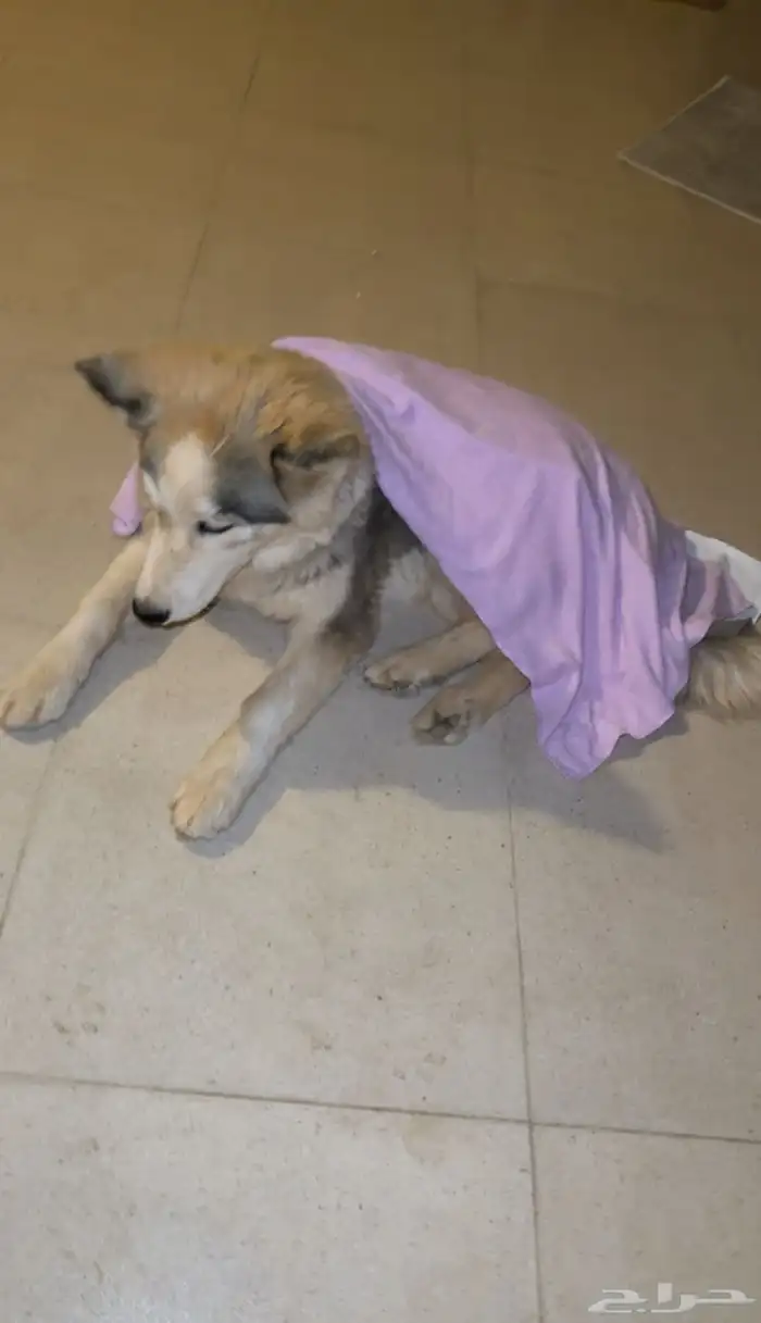 كلب هاسكي للبيع عيون زرقاء ولعوب 1