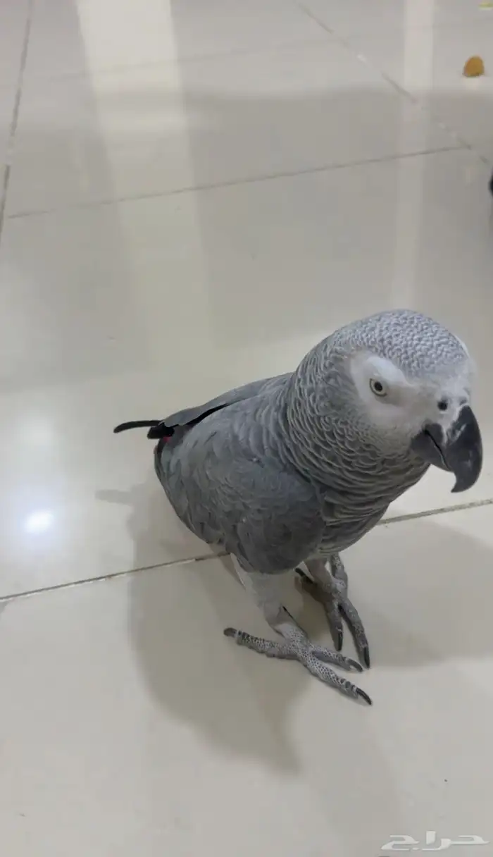 كاسكو ببغاء مفقود وادي مريخ 1