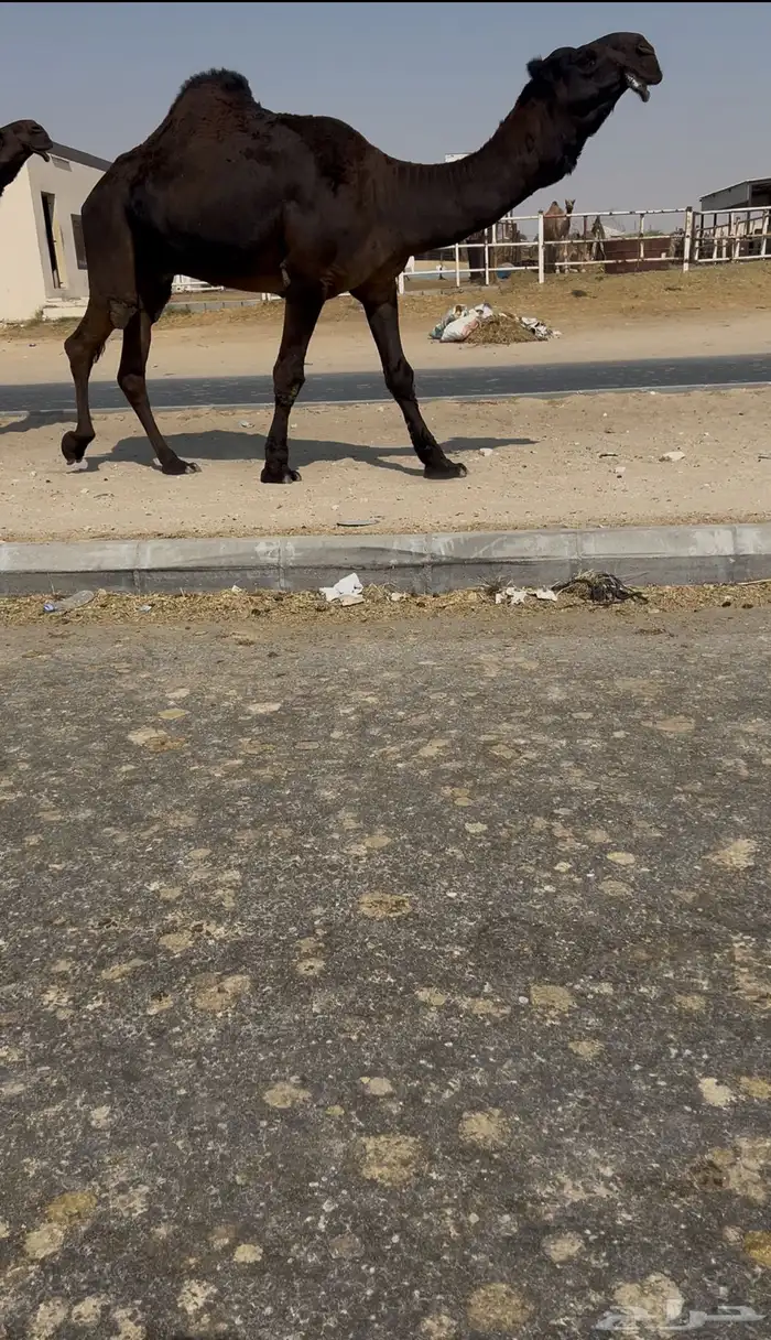 للبيع بعير كفو 0