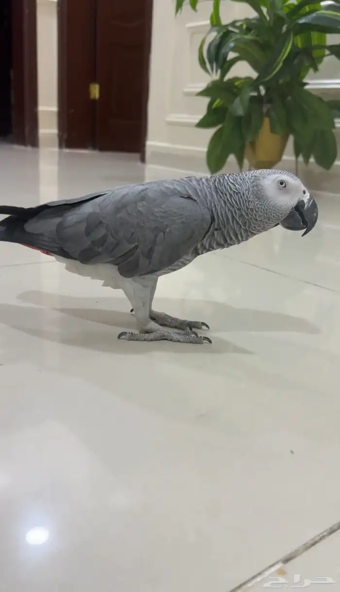 كاسكو ببغاء مفقود وادي مريخ 0