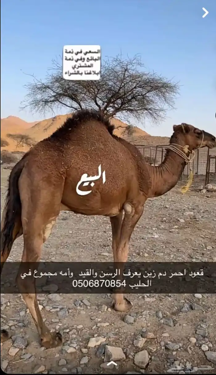 قعود أحمر دم مشروع فحل يعرف الرسل والقيد 2