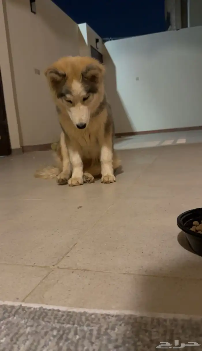 كلب هاسكي للبيع عيون زرقاء ولعوب 0