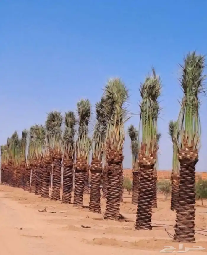 نخل عربي ونخل واشنطني 2