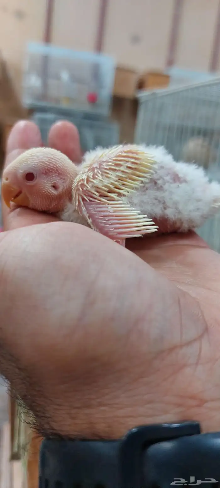 فرخ روز اينو 0