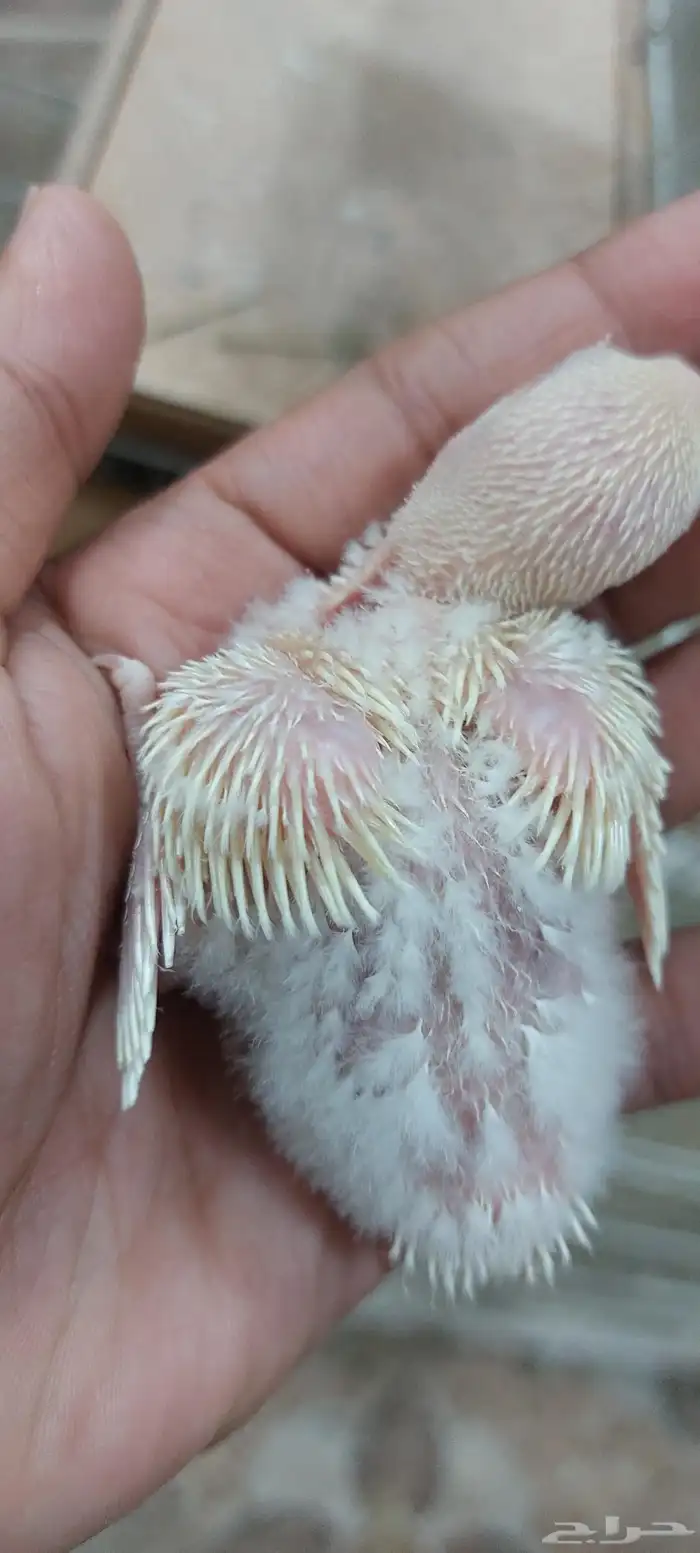 فرخ روز اينو 1