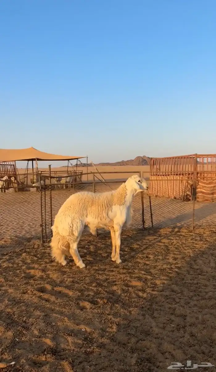 طلي ابوه ولد طوفان وطوفان الي شراه الراجحي ب الف400 0