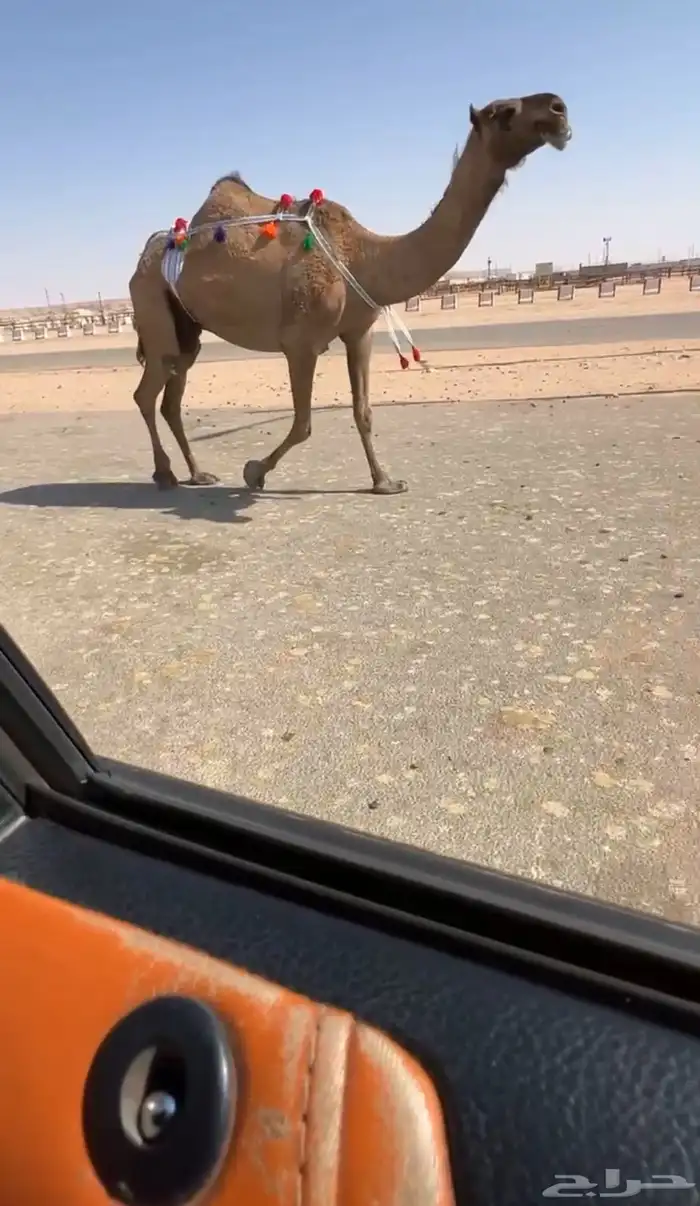 لقحه صفرا على بعير اوضح للبيع 1