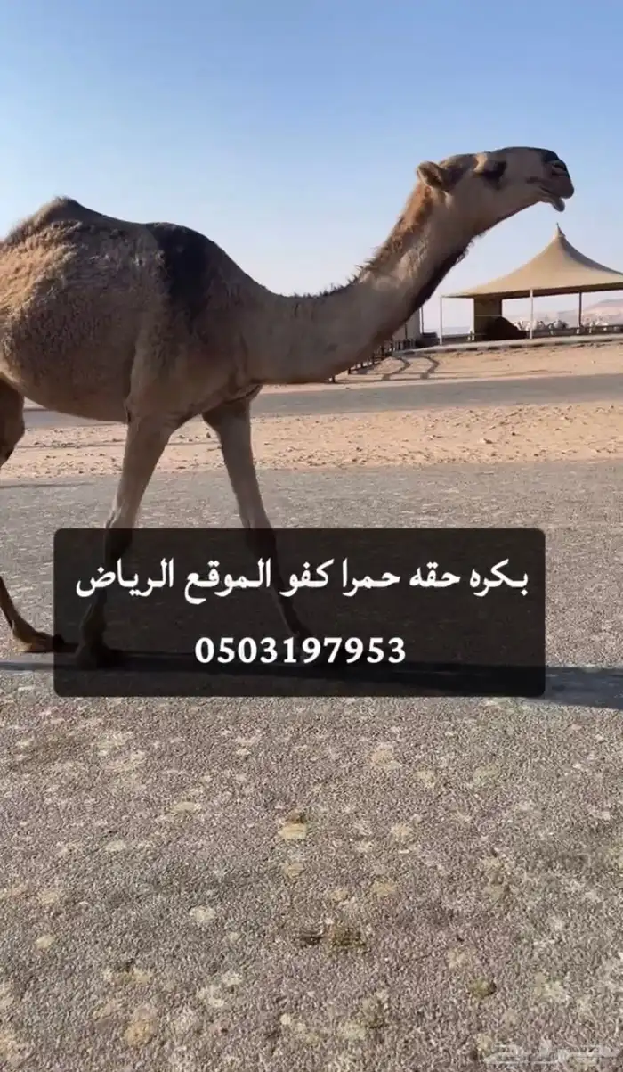 بكره حقه حمرا كفو 2