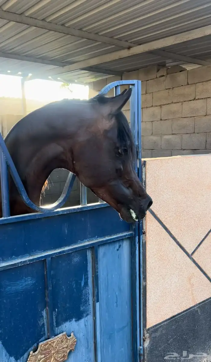 فحل متاح للتشبيه شامخ العناية 1