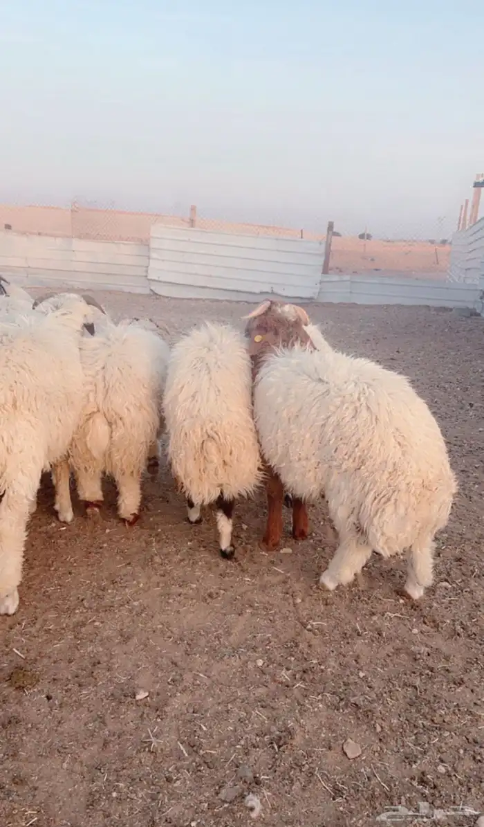 هرافى خرفان فل شحم 14