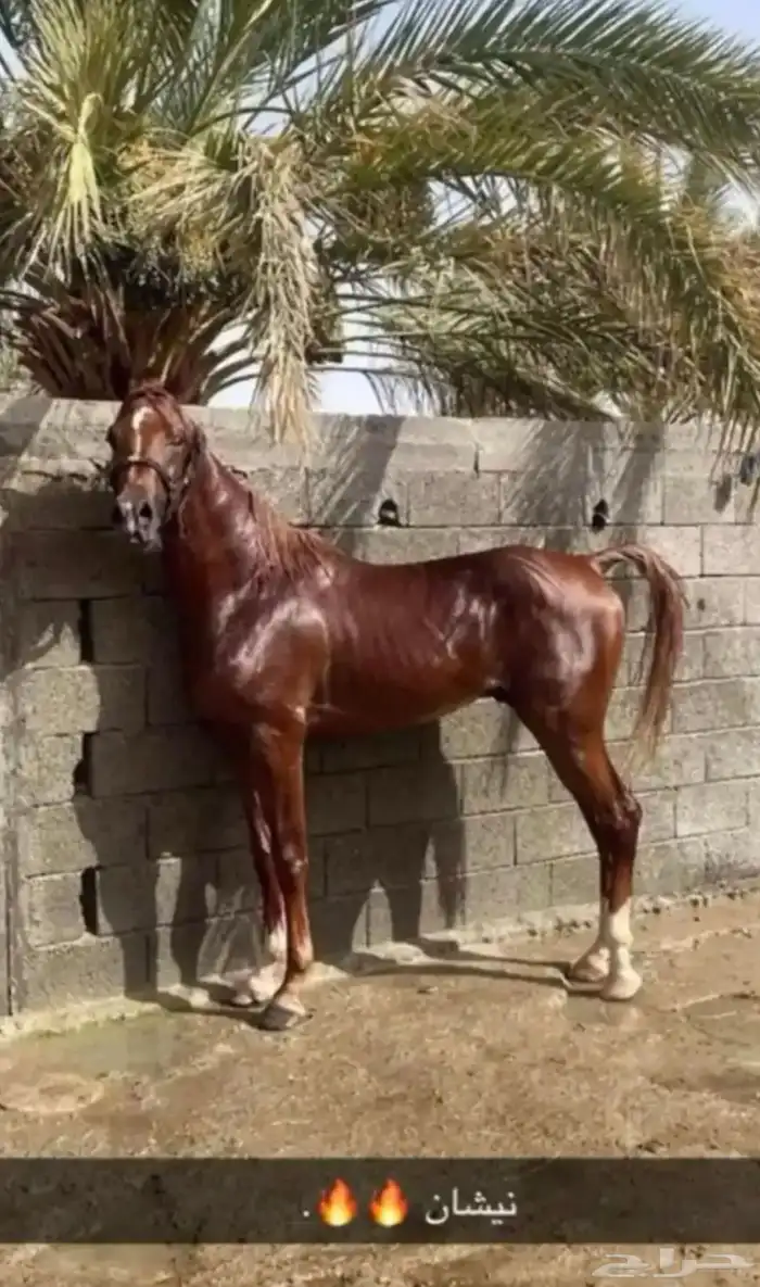 حصان شعبي شيخ 1