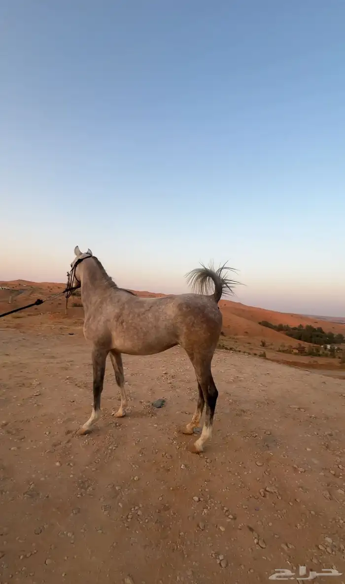 فرس عربيه فاخره 0