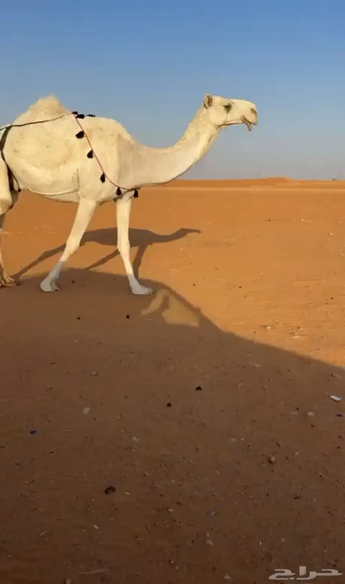 ضريبه 0