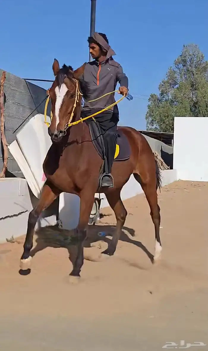 حصان انقليزي مخصي واهو واوراقه جاهزه العمر 5 سنين 0