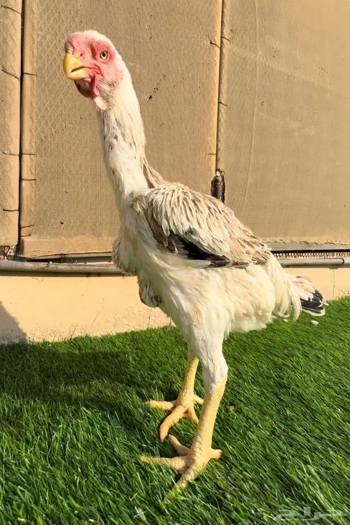 دجاجة فارسي 1