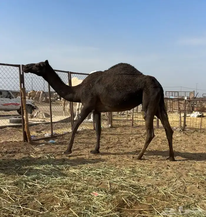 ضروبه ملحاء طيبه 3