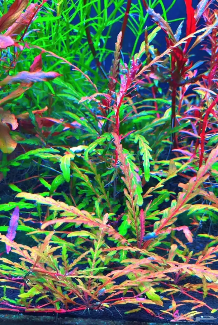 نباتات مائية لاحواض السمك المزروع 7