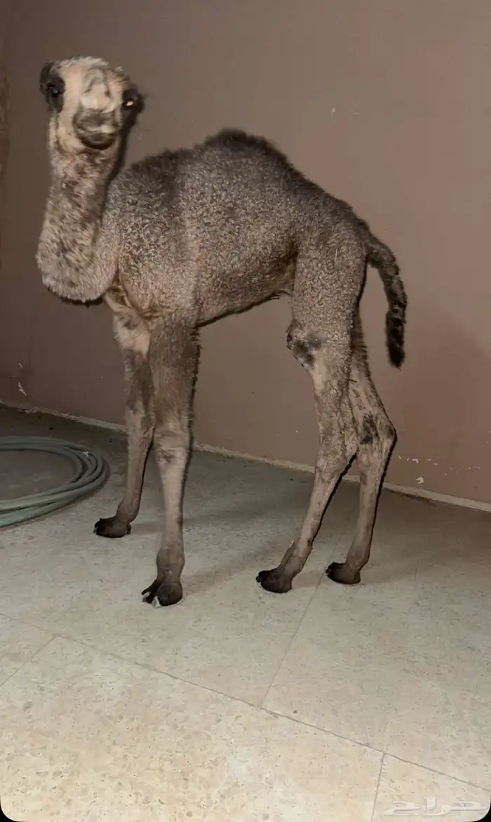 حوار للبيع 0