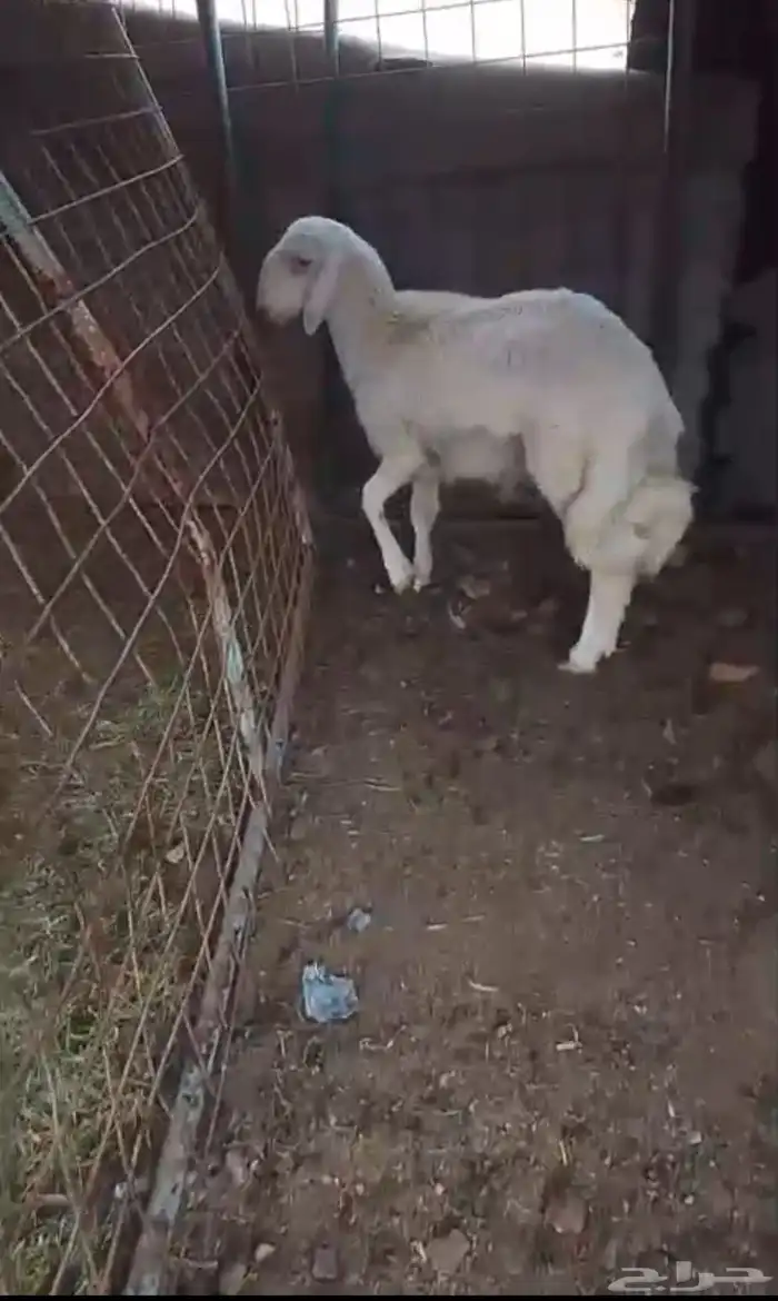 طلي حري عمره 5 شهور طيب ونضيف 0