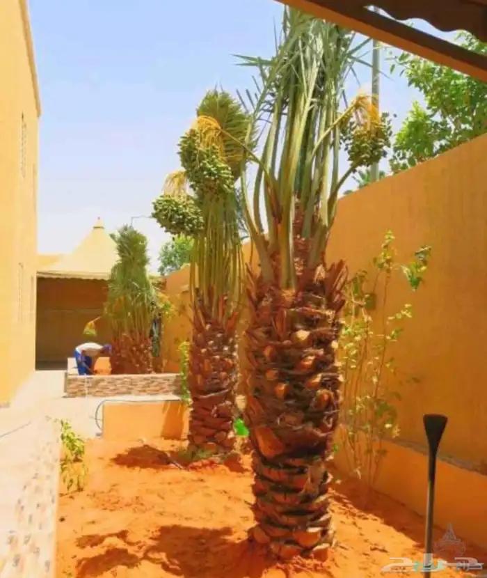 نخل زينه نخيل نخل عربي خلاص برحي سكري شيشي هلالي نبوت سف 1