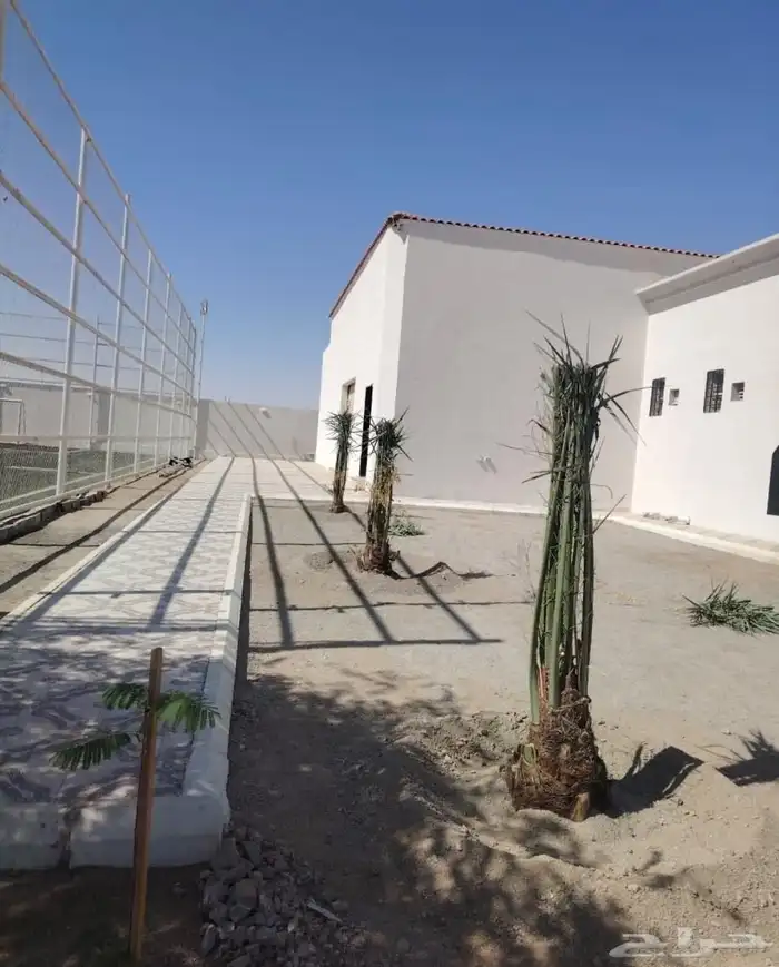 مشاءالله تبارك الله نخل وصل اليوم 0