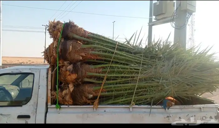 مشاءالله تبارك الله نخل وصل اليوم 3