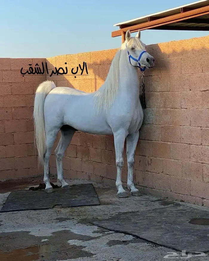مهر 0