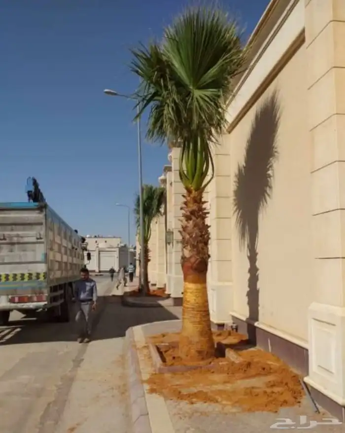 نخل واشنطني 1