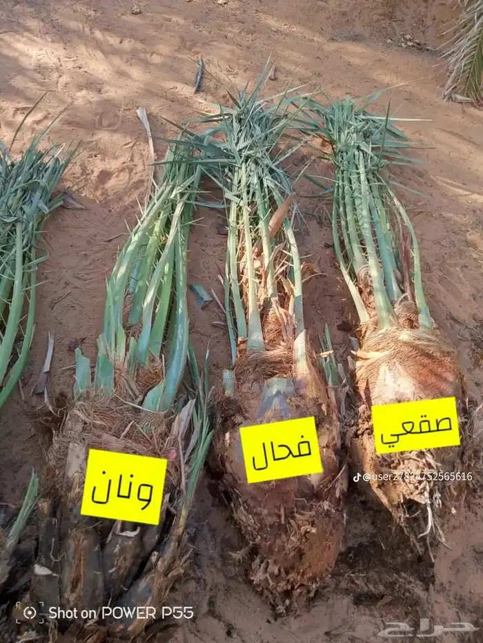 يوجد لدينا جميع انواع النخيل العربي والواشنطن بكل المقسات 6