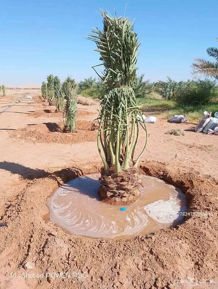 يوجد لدينا جميع انواع النخيل العربي والواشنطن بكل المقسات 7