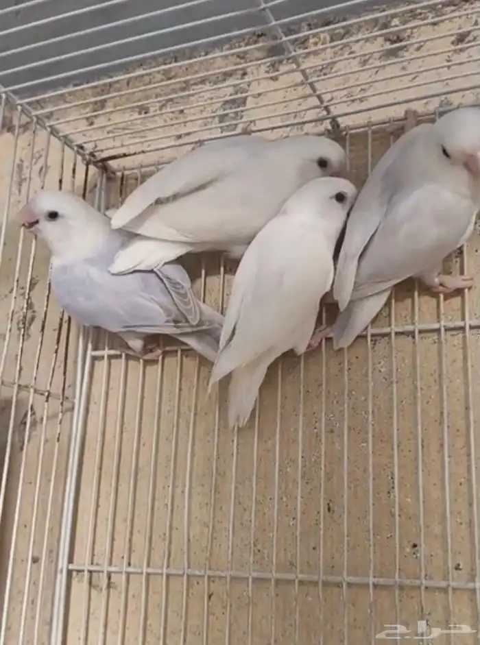 للبيع مجموعة حبات روز الونهم وضح في الصوره العدد 17حبه 0