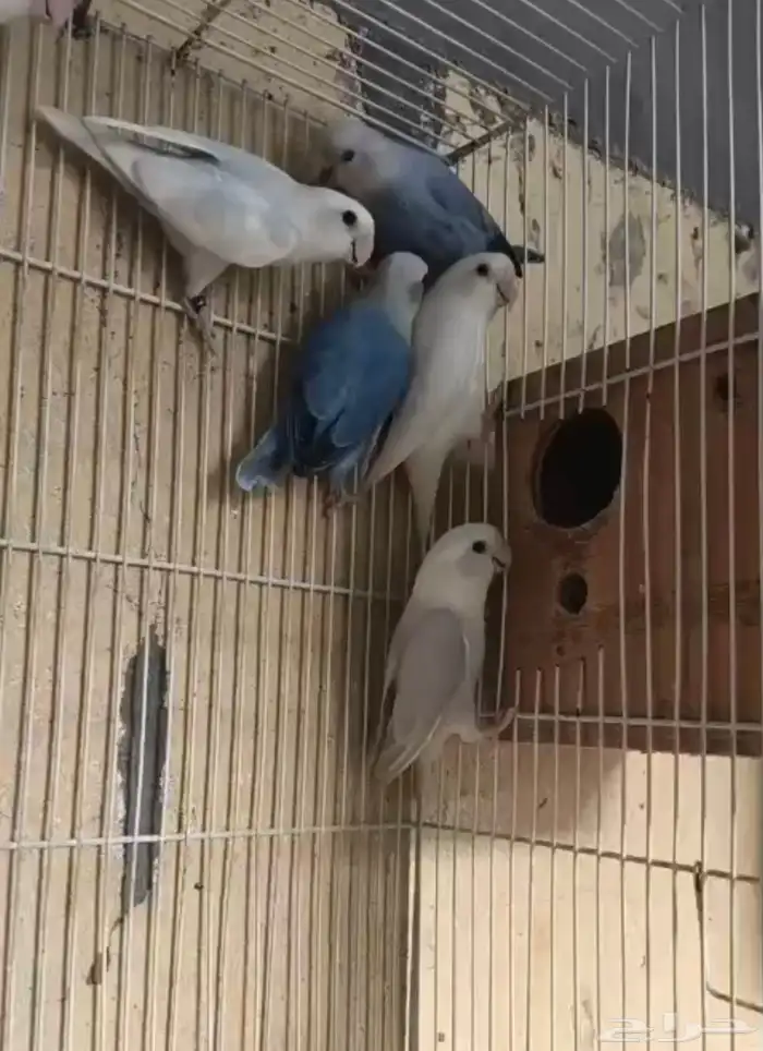 للبيع مجموعة حبات روز الونهم وضح في الصوره العدد 17حبه 1