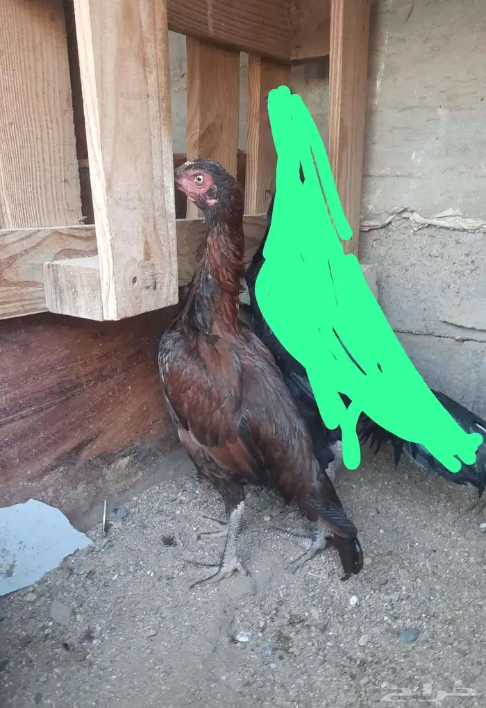 دجاج باكستاني 2