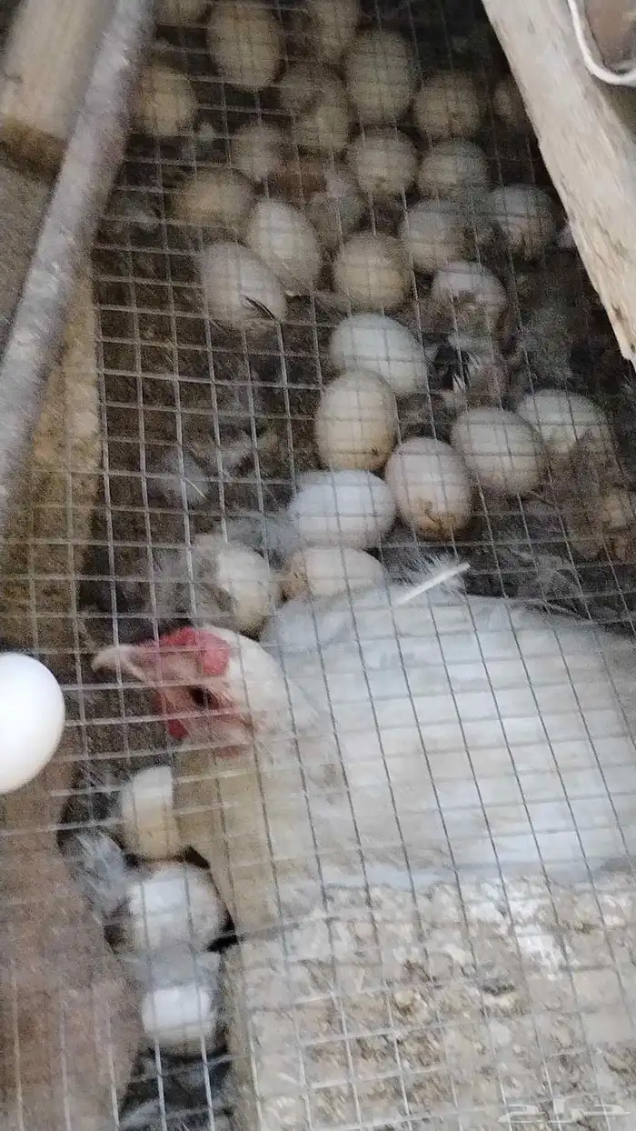 دجاج فيومي 5