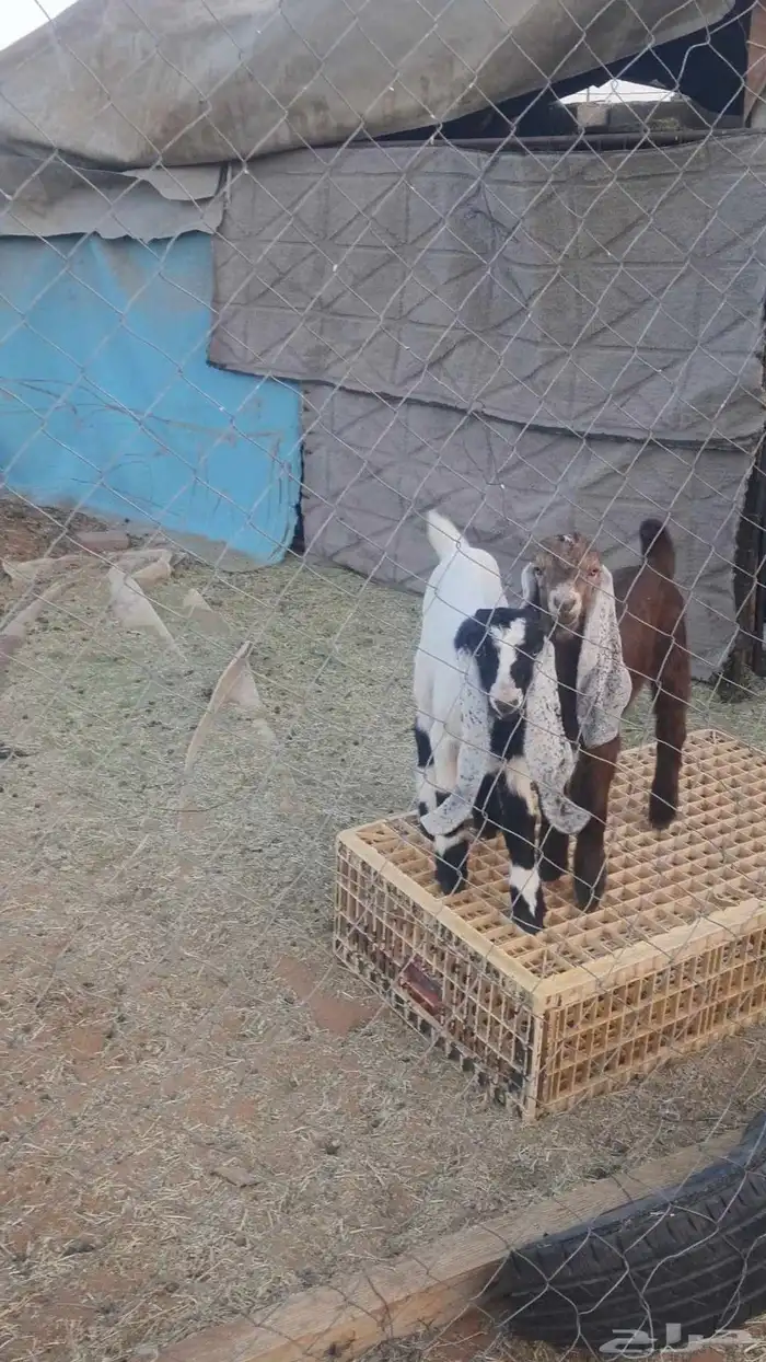 السلام عليكم ورحمة الله وبركاته عنز مداومه تحتها تيوس 2