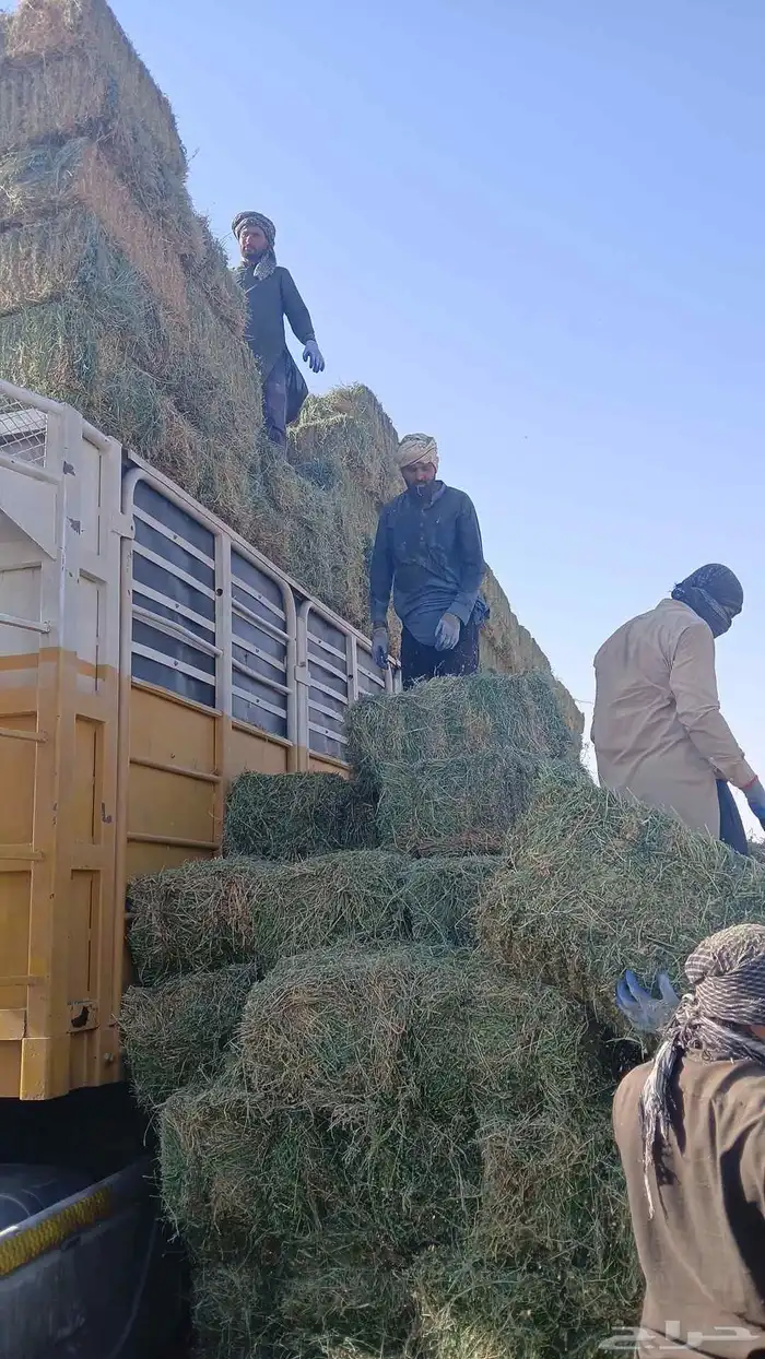 متزفر الان بتبوك برسيم صافي شد 75 الى 85 7