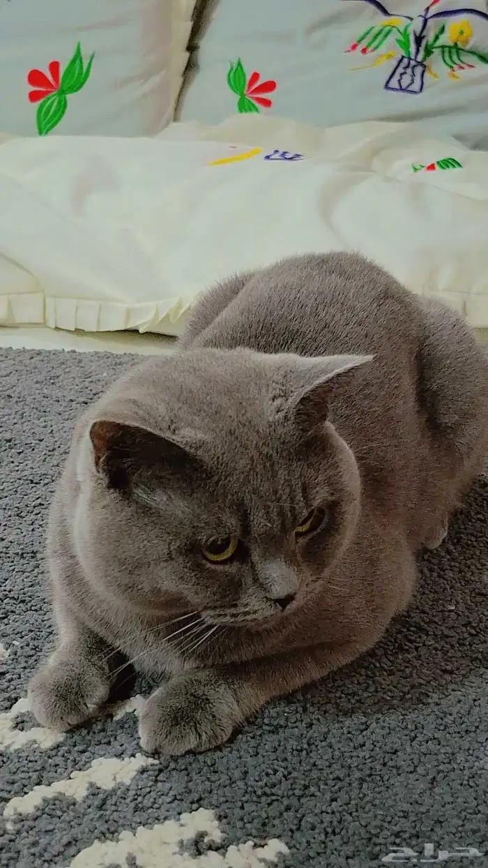 ذكر سكواتش للتبني مأخذ جميع التطعيمات ومعاه دفتر التطعيمات 0