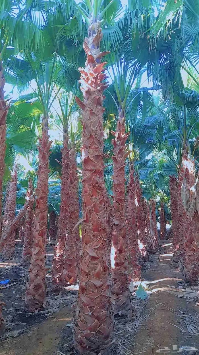 نخيل.واشنطنيا.للبيع 1